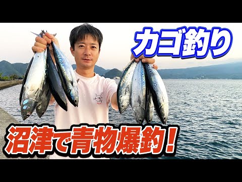 【沼津カゴ釣り】西伊豆遠投カゴ釣りでスマやヒラソウダが大爆釣！多種多様な青物が釣れ過ぎ...