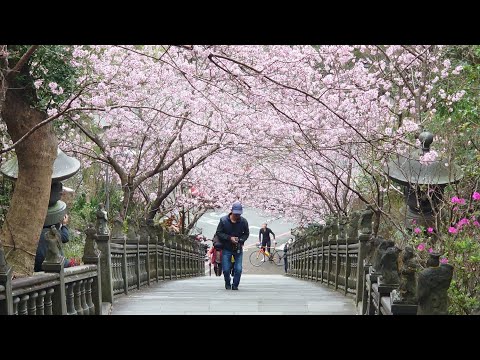 內湖碧山巖櫻花隧道滿開！！