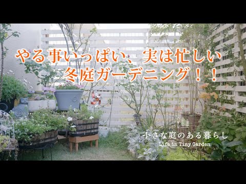 ガーデニング Vlog｜実は忙しい冬庭ガーデニング！！｜ 〜小さな庭のある暮らし 153〜Gardening ｜ Life in a tiny garden