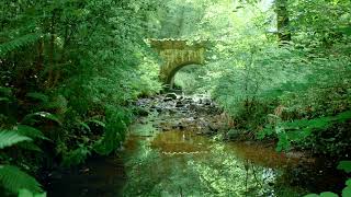 Forest River Nature Sounds-Gentle Stream Sleeping Sound-Natural Calming Meditation Birdsong Ambience