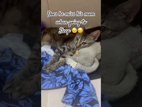 Is he missing his mom 😔 #catshorts #catvideos #catlover