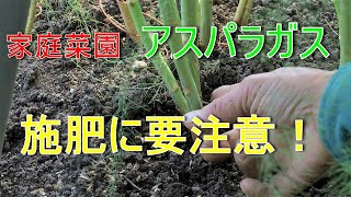 アスパラ農家　家庭菜園ならどう作る？2021/12