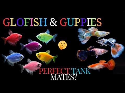 Can Guppies and GloFish Be Tank Mates? 🐟✨