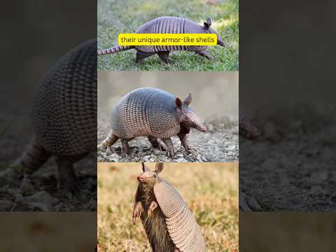 Armored and ready for adventure! #armadillo #education #facts