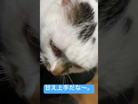 お姉ちゃん猫がやって来て…。 #高評価 #ショート #cat