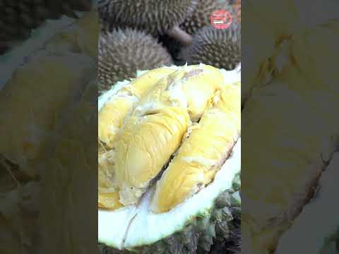 Pahang Musang King Durian #shorts