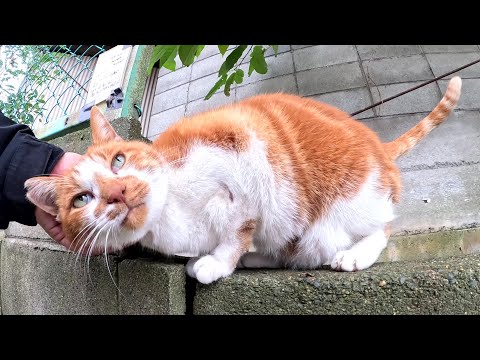 Orange cat with swirly patterns introduces human to his tuxedo cat friend