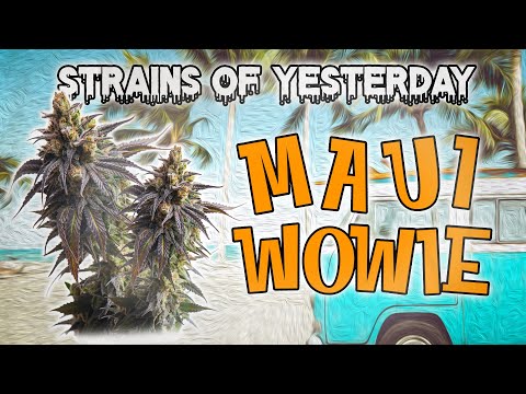 Strains of Yesterday : Maui Wowie