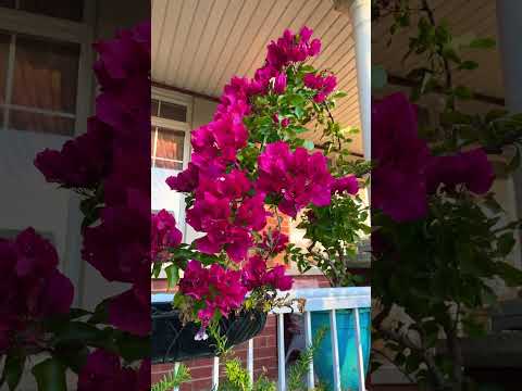 三角梅 Bougainvillea