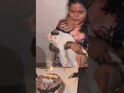 Sinchu ka 2nd birthday celebration mera dher mera ladla #foryou #minivlog #funnysong #cat