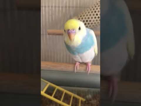 近いンコ #shorts#セキセイインコ #budgie #かわいい #すいちゃん #近い