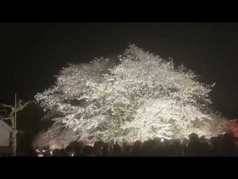 NAKED さくらまつり2024 桜の通り抜け　NAKED Cherry blossom festival in nijo castle 2024 #kyoto #二条城　#世界遺産