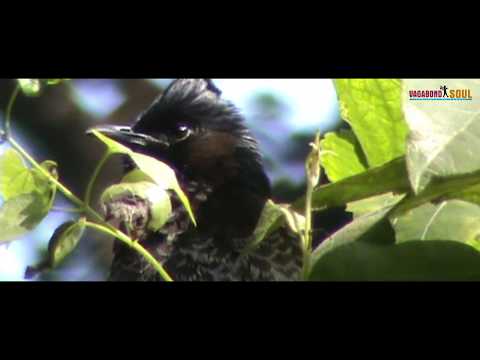 Chintamani Kar Bird Santuary | Place for Bird Lover in Kolkata | Kayal-r Bagan