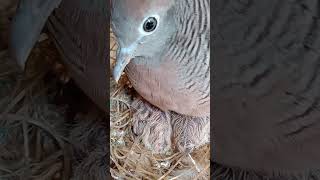 with their dad #pispis #birds #zebradove