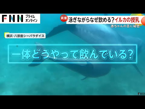 泳ぎながらなぜ飲める？イルカの授乳の秘密は赤ちゃんだけの舌のギザギザ　横浜･八景島シーパラダイス