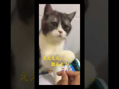 ピピピピ。。。🐯🐯🐯 #neko #catvideos #kitten #ねこさん #funny #cattales #catlover #ねこ #猫