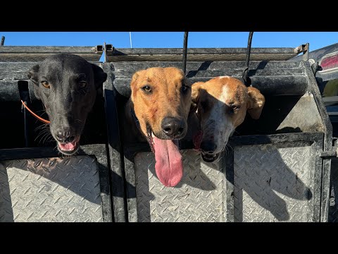 Awsome Double Coyote Catch With Greyhounds