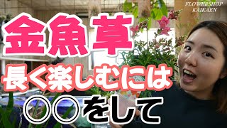 金魚草　長持ちさせる方法　切って、切って、切りまくる　大きくなる　次から次へと花が咲く　めちゃくちゃ可愛い　一年草　是非育ててみて下さい【おうちでガーデニング】開花園チャンネル