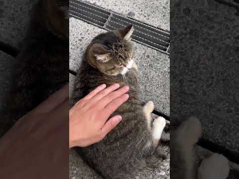 猫の唐突の #cat #kitty #猫 NGゾーン