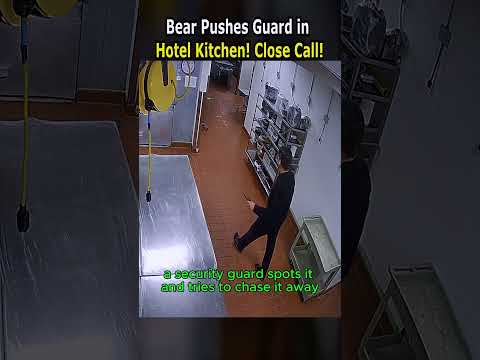 Bear Pushes Guard in Hotel Kitchen! Close Call!