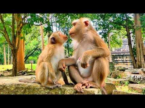 Monkey Rainbow tries to be attentive to her Mum to show loving for Mum Libby.