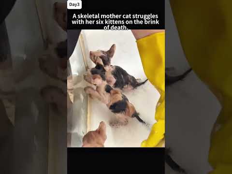 A starving mother cat and her six kittens struggled at death's edge, barely surviving without food.