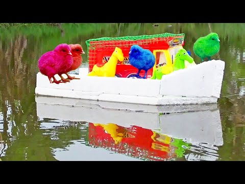 EXTREME Murgi Chicks Fun in Mini Swimming Pool! | Murgi ke bacche | Cute Chuja | Chuche