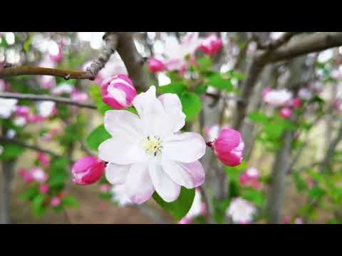 为海棠花拍的一个短视频，希望把春天留住