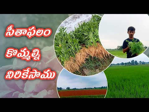 FARM VLOG / DAILY VLOGS / AGRICULTURE VIDEOS / CUSTERED APPLE PLANT / Bmmultitasks