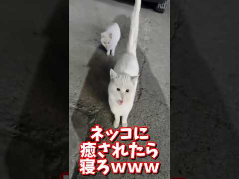 ネッコの動画で癒されたら寝ろｗｗｗ　#2ch #2chまとめ 動物スレ #2ch面白いスレ #動物 #犬 #猫 #癒やし #ねこ動画