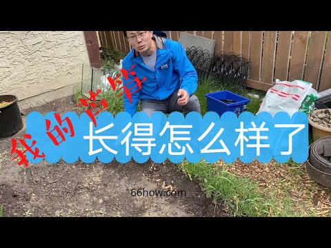 我的芦笋长得怎么样了？芦笋的根冠要多长时间长出芦笋? 芦笋什么时候可以收获？芦笋以后每年如何施肥？