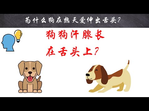 【十万个为什么】为什么狗在热天爱伸出舌头？｜#短视频 #小知识 #能量灯 #为什么