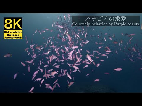 【8K 水中映像】ハナゴイの求愛 / Underwater scenery / Courtship behavior Purple beauty