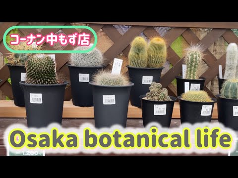 🍃Osaka botanical life🍃コーナン中もず店に行ってきました🌟