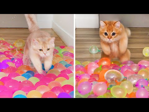 Cats Highest IQ Moments! #2