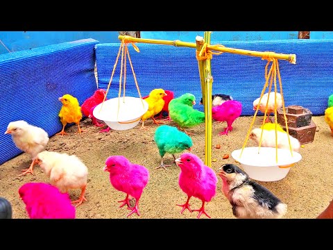 Murgi ke bacche | Cute Chuja | Chuche | Murgi ki Chicks