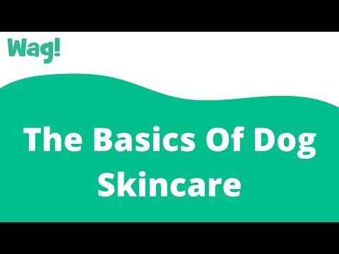 The Basics Of Dog Skincare | Wag!