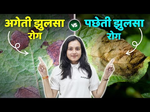 आलू की फसल को Early और Late Blight से कैसे बचाएं? |आलू की फसल को झुलसा रोग से बचाने के उपाय | Potato