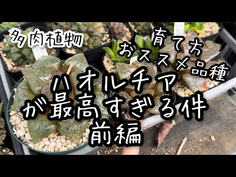 【多肉植物】2024ハオルチアのすすめ　前編