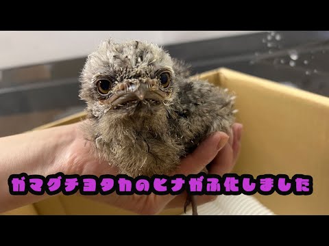 オーストラリアガマグチヨタカのヒナがふ化しました～成長記録～