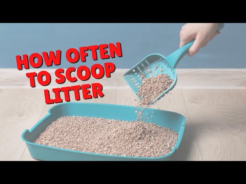 How Often To Scoop Litter | Two Crazy Cat Ladies #shorts