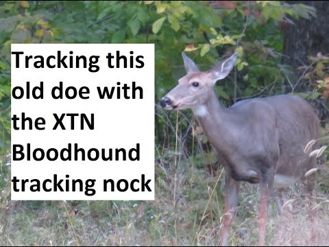 Tracking an archery doe with the XTN bloodhound tracking nock