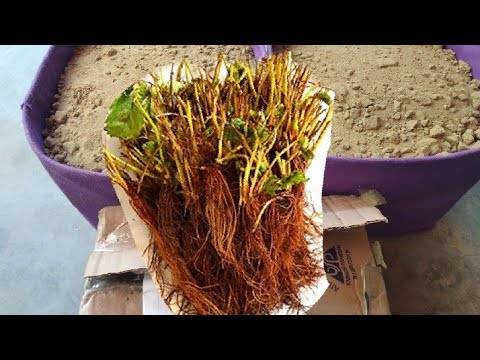 How to grow strawberries in grow Bag how to grow straberries roots at home