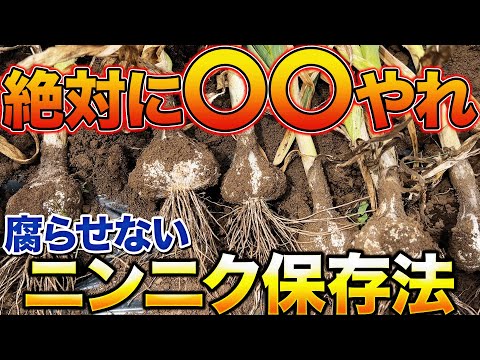 【天候を見ろ】ニンニクを収穫したら〇〇作業をして下さい！