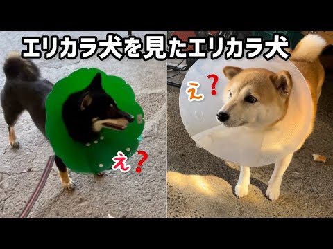 エリカラ犬を見たエリカラ犬の反応がかわいいです #柴犬 #犬