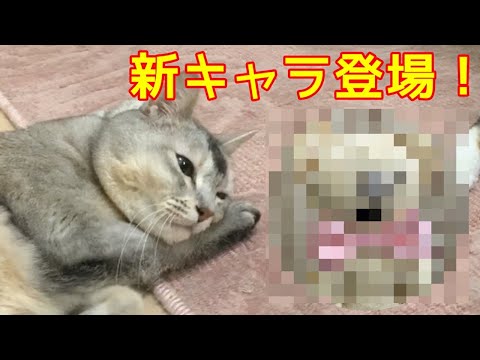 落ち込んでいる猫に新しいお友達登場！おしゃべりペット