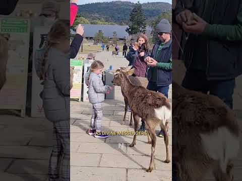 Viral Video of man Kicking Nara's Deer Prompts Local Crackdown