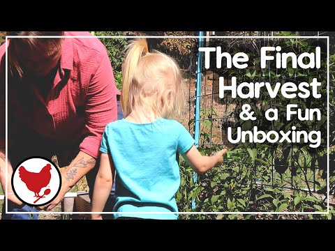 The Final Harvest and a Fun Unboxing | Sanctified Supply Co