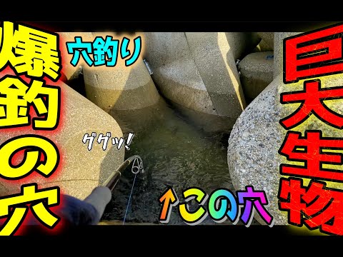 【穴釣り】何も釣れない時は穴釣りで美味しいアレを釣るのが最強説#釣り