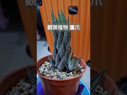 【觀葉植物】鷹爪 #shortvideo #2024 #休日の過ごし方 #shorts #多肉植物 #癒し動画 #春天 #台湾